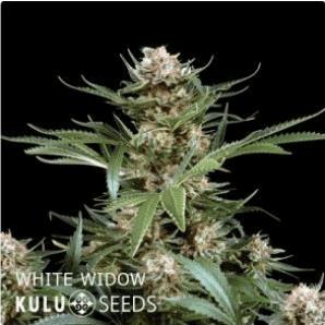 White widow (Kulu)