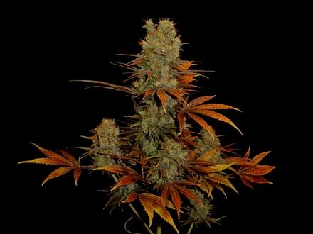 G13 Haze Somango
