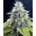 Jack Herer féménisé (Sdm)