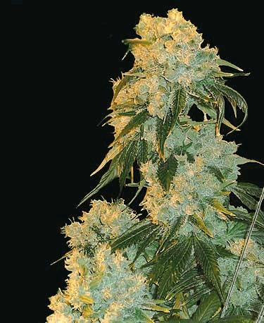 Northern Lights (Positronics)