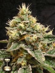Confidential Cheese