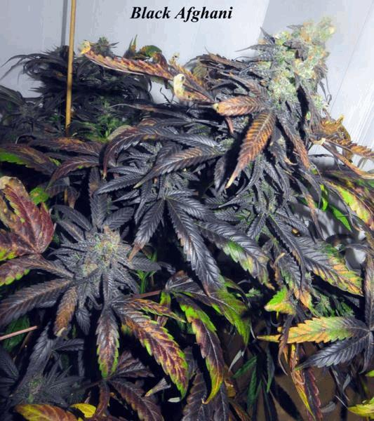 Black Afghani