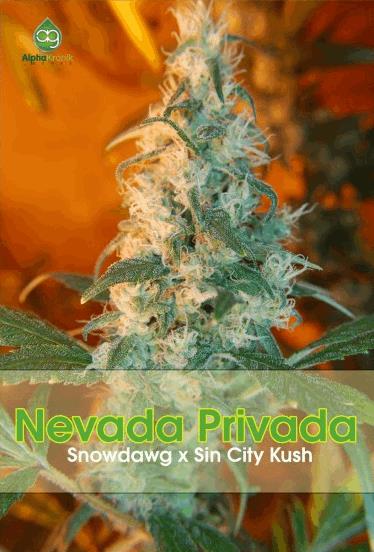 Nevada Privada