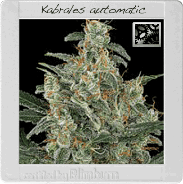 Kabrales Automatic
