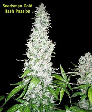 Hash Passion