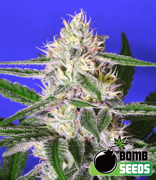 Edam Bomb