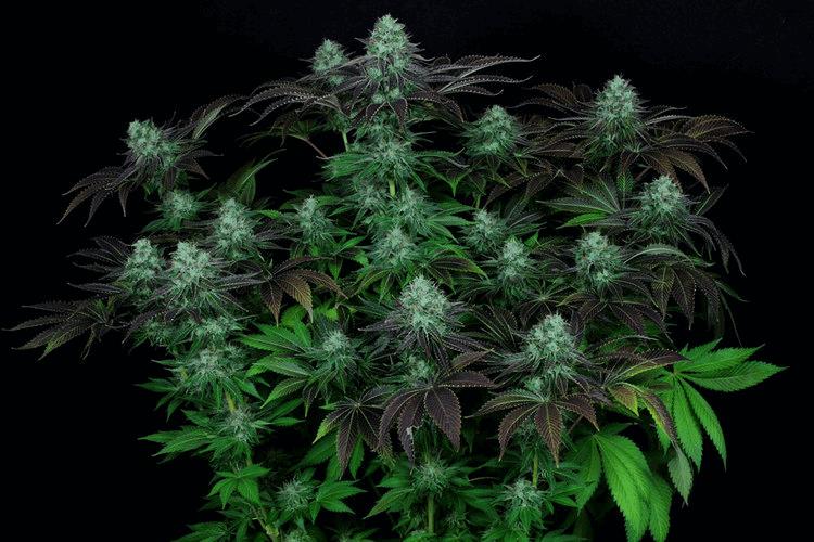 Darkstar Kush