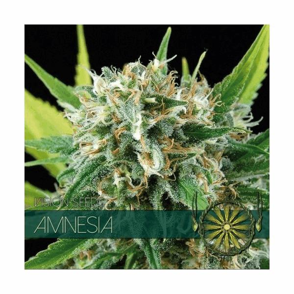Amnesia (V.S.)