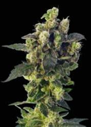 Indica XXL