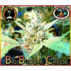 Big Buddha Cheese