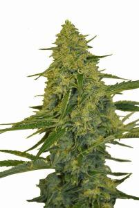 CBD Chem Dawg