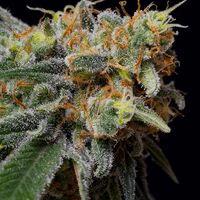 Caramelicious