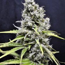 CBD Skunk Haze