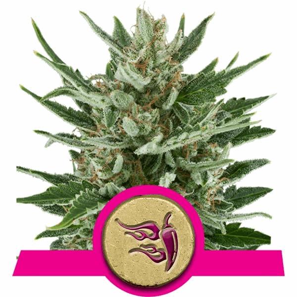 Speedy Chile - Fast Flowering (RQS)