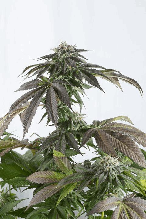 Bubba Kush Cbd