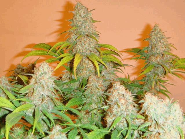 Cinderella 99 F1