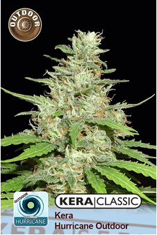 Kera Outdoor Hurricane
