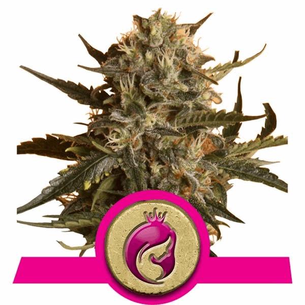 Royal Madre (RQS)