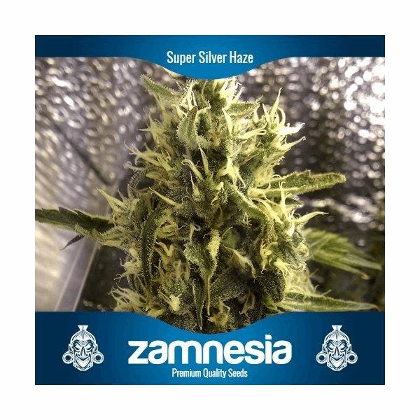 Super Silver Haze (Zam)