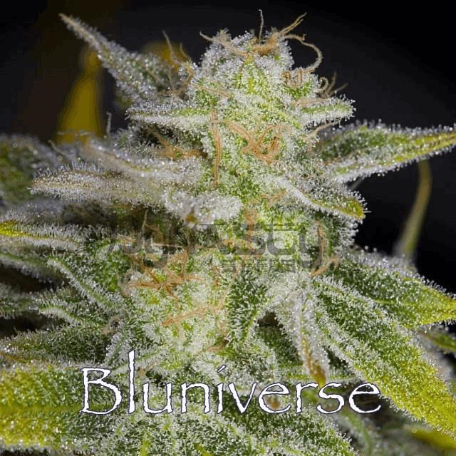 Bluniverse