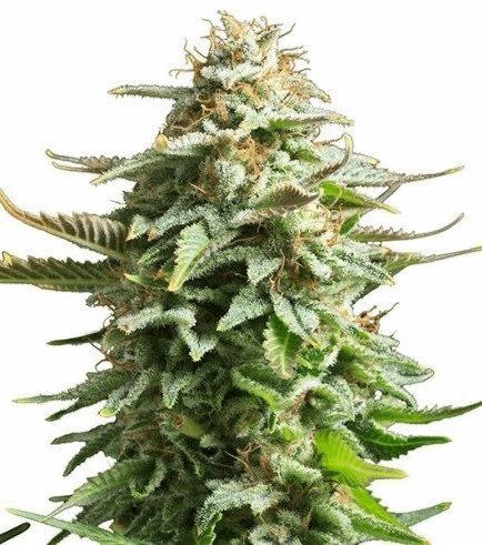 Pineaplle Kush (Zativo)