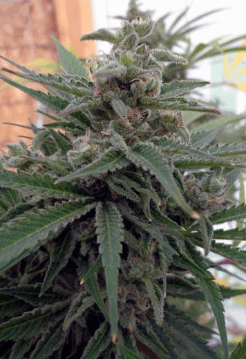 Flo OG