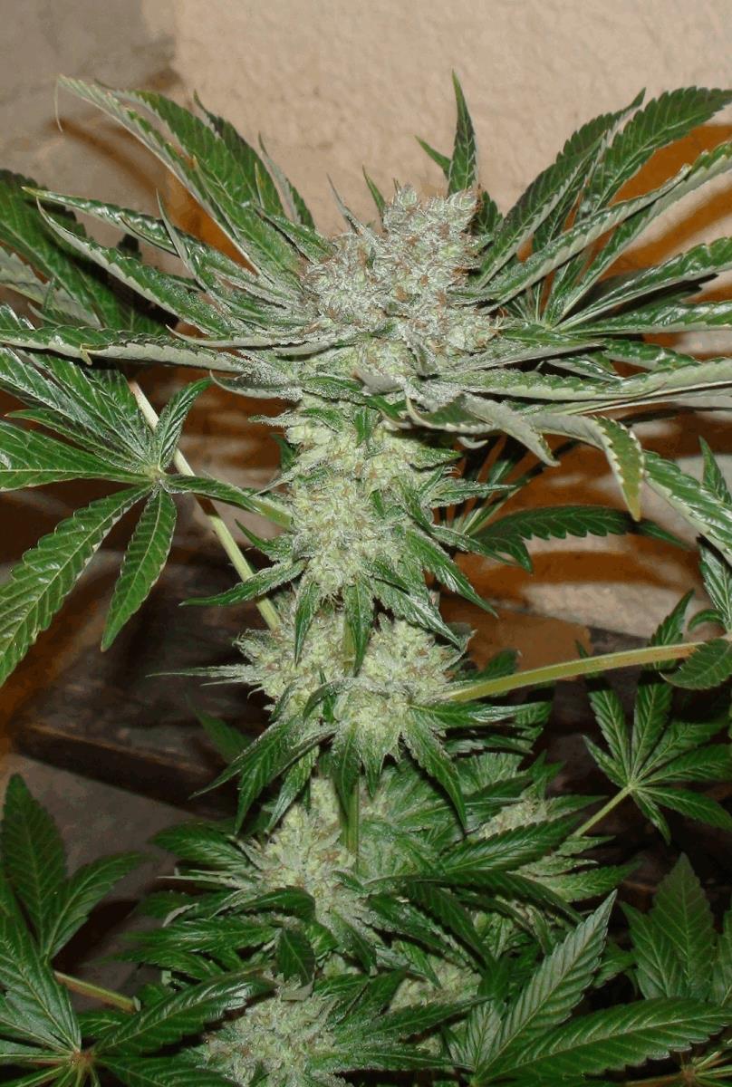 Skywalker