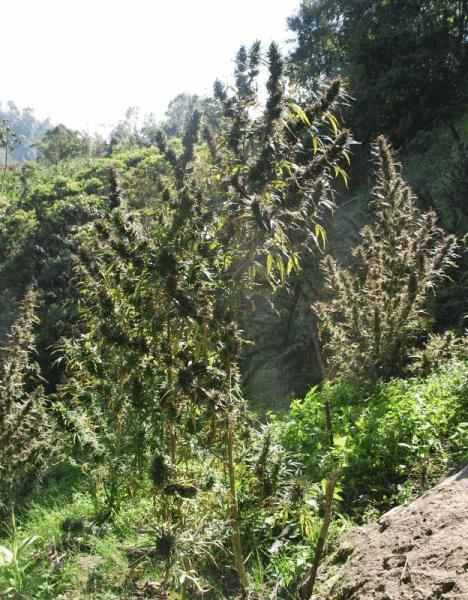 Colombia Mangobiche