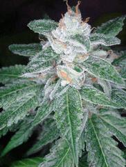 The OG #18 x Skunk