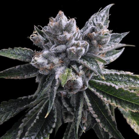 El Fuego Auto