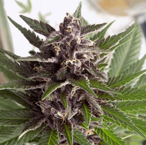 Super Purple Grapefruit