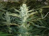 Original Skunk #1