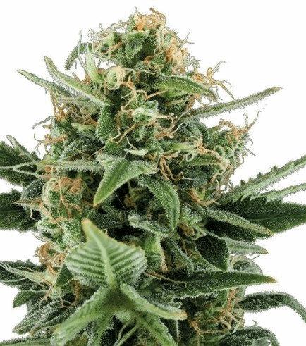 Jack Herer Autofloraison (Zativo)