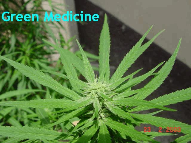 Green Medicine