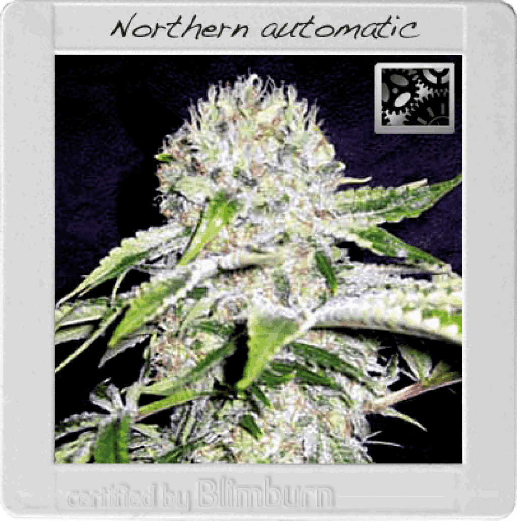 Northern Automatic