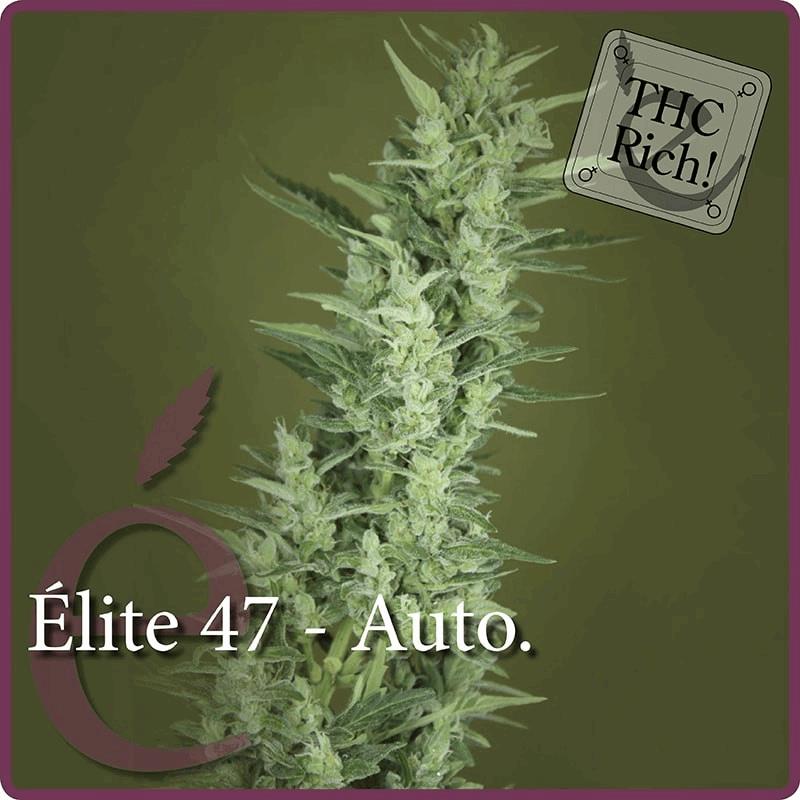 Elite 47 - Autofleurissant