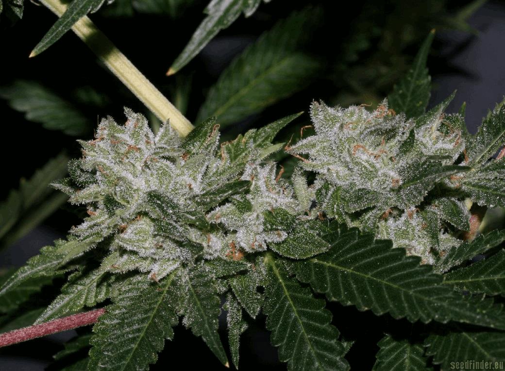 OG.Kush-LemonLarry 1.1
