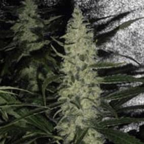 Super Skunk(Spliff Seeds)