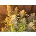C99 x Blueberry FAST