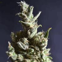 Amnesia (cbd s)