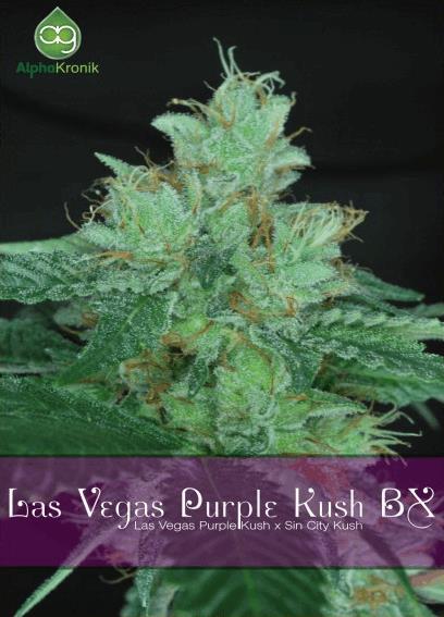 Las Vegas Purple Kush BX