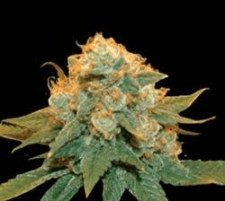 Northern Lights X