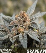 GRAPE APE AKA GDP