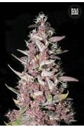 Purple Glam Kush