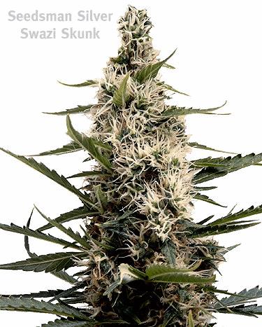 Swazi Skunk