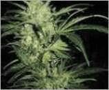 Northern Lights (BF)