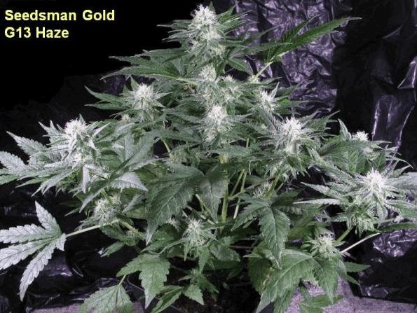 G13 Haze (Sm)