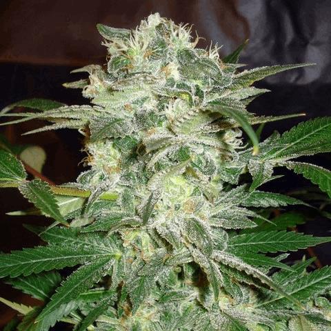 Afghan Skunk (ACSB)