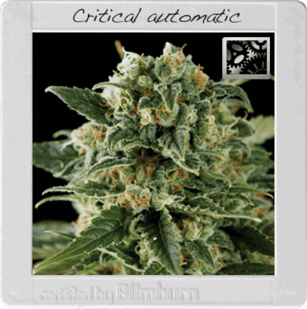 Critical Automatic (BBS)