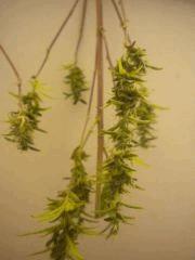 Orange Bud (d'a l'ancienne) en sechage (mini-tetes)